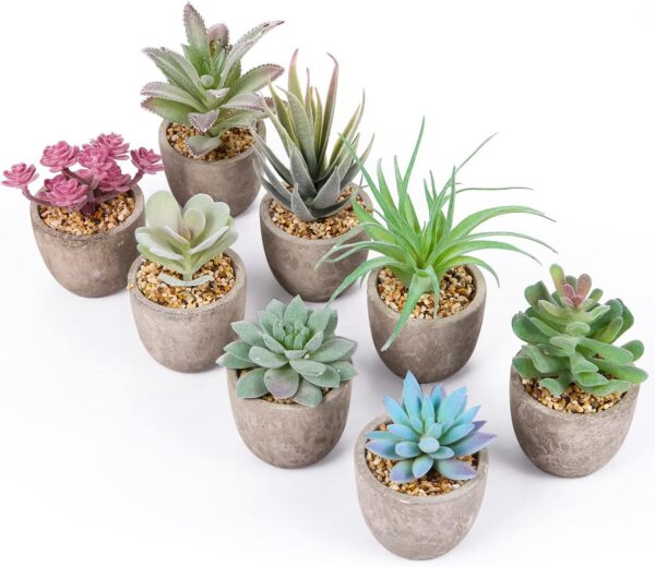 Plantas pequeñas Amazon AF